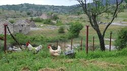 Two Free Range Chicken Stock Footage