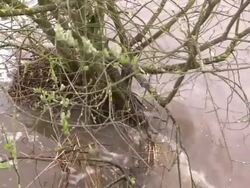 River Chard Swollen with Rain Water News Clip