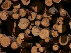 Pine tree timber stack Stock Footage