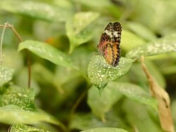 Butterfly Stock Footage