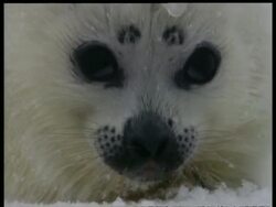 ECU seal pup face to camera, Arctic circle Stock Footage