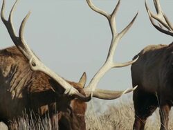 Two (2) bull Elk with large antler racks, graze on hillside. Stock Footage