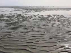 WS View of sea ebb tide at wadden sea and people walking down in, world heritage natural site, North Sea North Frisia, / St. Peter Ording, Schleswig Holstein, Germany Stock Footage