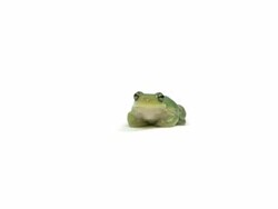 Talking Green Tree Frog Stock Footage