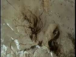 MS High angle, Animal tracks in sand, amongst salt deposits, Gujarat, India Stock Footage