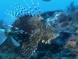 CU TS Fire fish drifting with surge over rocks covered with seaweed and sponges / Matola, Maputo, Mozambique Stock Footage