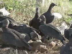 Vultures Stock Footage