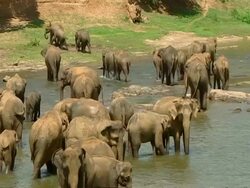 MWA High angle, Elephants in river, some walking out of river Stock Footage