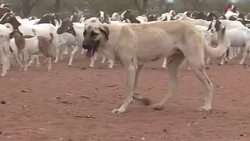 FILE: Cheetahs sprinting towards extinction: wildlife study News Clip