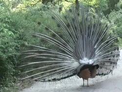 Peacock 24  1080/60i Stock Footage