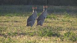 Kangaroos running away Stock Footage