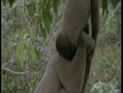 CU Tilt down, 2 Woolly Monkey monkeys play fighting in tree, South America Stock Footage