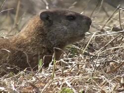 Groundhog Stock Footage