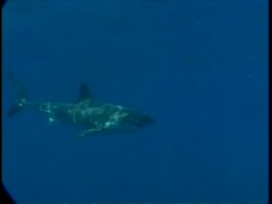 MS Great White Shark swims past camera in hazy water, high angle, Guadalupe Island, Pacific Ocean Stock Footage