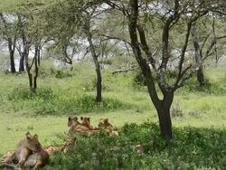 Pride of Lions Under a Tree Stock Footage