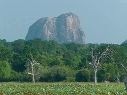 MWA of Elephant rock, Yala National Park, Forest and mass of water lilies in foreground Stock Footage