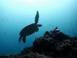MS Green turtle hovering on reef / Sipadan, Semporna, Tawau, Malaysia Stock Footage