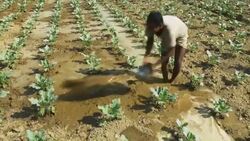 Farmers in rural Bangladesh plough land by hand which has been freshly revealed by receding river levels peanuts are planted in the furrows as the sunsets over the delta Stock Footage