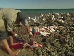 Fishermen definning, cleaning hammerhead shark, seq. Mexico  Stock Footage