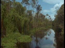 MS tracking through flooded rainforest, Amazon, South America Stock Footage