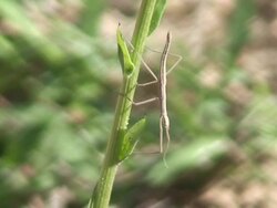 Stick Bug Stock Footage