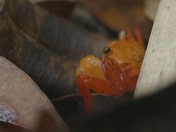 Endemic terrestrial crab hidding in undergrowth. Stock Footage