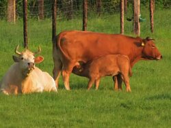 PAL:Cattle Stock Footage