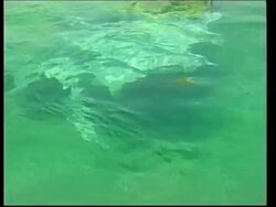 BAHRAIN: INVESTIGATION INTO GULF AIR CRASH 1 News Clip