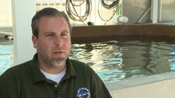 Manatee sea cows are nature's graceful giants News Clip