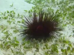 Sea Urchin Stock Footage