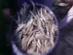 Lots of shrimp being poured into a bucket at Shrimp Farm in Yogjakarta, Java Indonesia. Medium shot Stock Footage