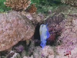 Blue and yellow fish swimming above coral Stock Footage