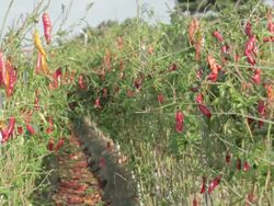 Shot of red chili pepper at vegetable garden Stock Footage