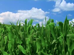 Cornfield Stock Footage
