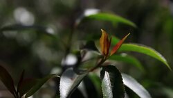 CLEAN : Kenyans protest British ban on khat News Clip