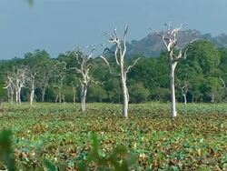 MS Dead trees standing amongst water lilies, Elephant rock, Yala National Park in background Stock Footage