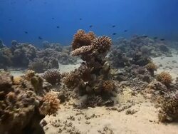 Coral And Fish Stock Footage