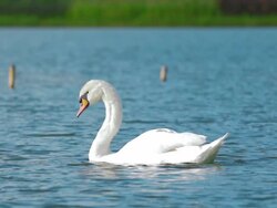 White swans on lake,Slow motion Stock Footage