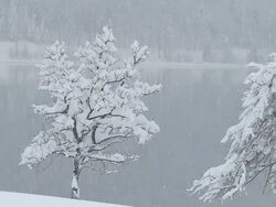 HD: Trees in snowfall Stock Footage