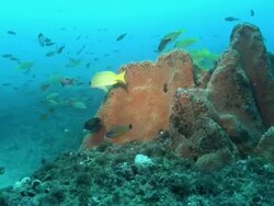 MS POV Coral with various seaweed on sea floor / Matola, Maputo, Mozambique Stock Footage