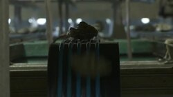 Oysters fall off a conveyor belt in a processing facility. Stock Footage