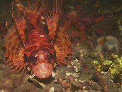 Lionfish, eyes and face shot, Indonesia  Stock Footage