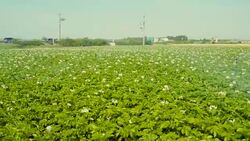 Potato field irrigation Stock Footage