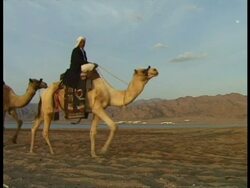 MS Bedouin and camels walk along beach, across frame, Egypt Stock Footage