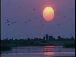 WA Silhouetted birds flying across lake, sun setting, Gujarat, India Stock Footage