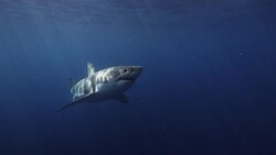 Great White Shark Slow Motion Stock Footage