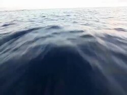 Boat pov chasing dolphins. Stock Footage