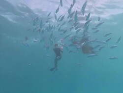 MS POV Manta ray and snorkeler / Hanifaru, Baa Atoll, Maldives    Stock Footage