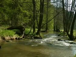 Creek at the Edge of Spring Forest (4K/UHD to HD) Stock Footage