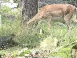 Tame deer Stock Footage